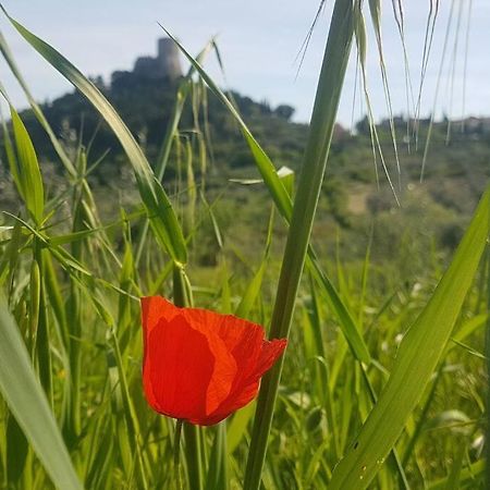 卡斯蒂戈隆·多尔希亚La Casina Di Nonna Giulia公寓 外观 照片