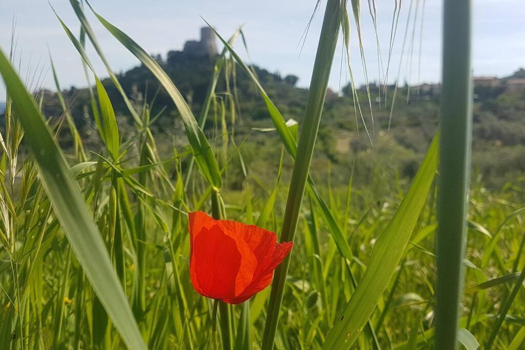 卡斯蒂戈隆·多尔希亚La Casina Di Nonna Giulia公寓 外观 照片